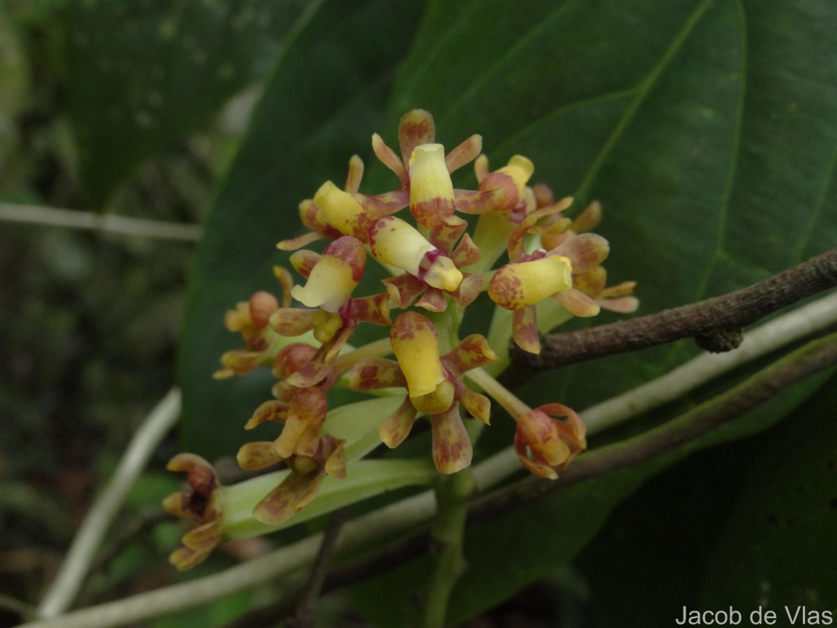 Pomatocalpa maculosum subsp. maculosum (Lindl.) J.J.Sm.